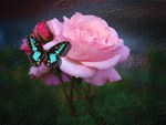 Butterfly and roses