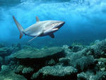 Silky Shark in Red Sea (WDS)
