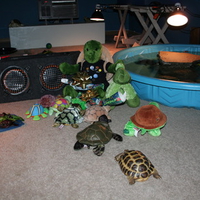 Turtle BD Party