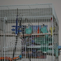 Rehomed Parakeets.