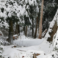 Camano Island snow 2008