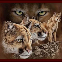 cougars