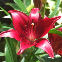 Red Day Lilly