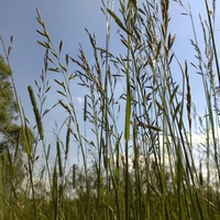 Grass in Lipetsk