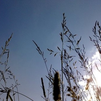Sky through grass