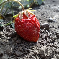 Lonely strawberry