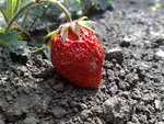 Lonely strawberry