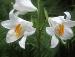 Easter Lillies