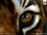eye of the tiger