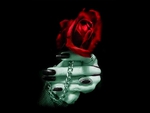 GOTHIC ROSE