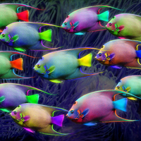 neon fishies