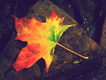 autumn leaf