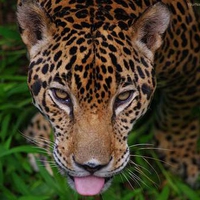 jaguar