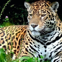 south african jaguar