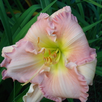 Daylily 'Neil Berrey'