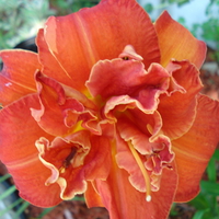 Daylily 'Mose's Fire'