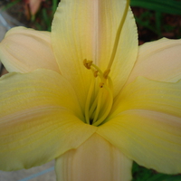 Daylly 'Little Rainbow'