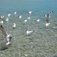 birds in pangong lake india