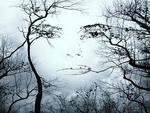 Face in the trees