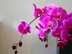 VIOLET ORCHID