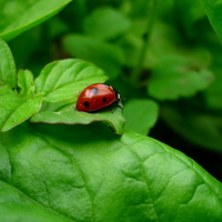 Ladybug