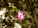Alone cyclamens