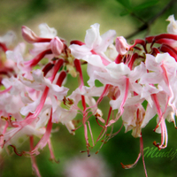 Wild Azalea