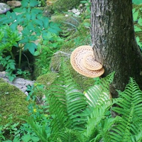 Naturistic forest walk
