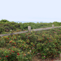 Path to Coast Guard Beach
