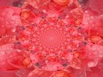 Rose Fractal Droplets