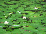 Water lily