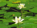 Water lily