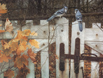 bluejays  on  fence