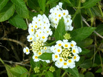 Lantana-bouqet from God