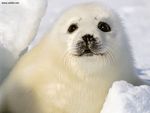 Haarp Seal Pup