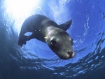 California Sea Lion