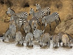 Burchells Zebra At The Mara River