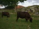 COWS
