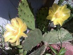 Flowering Cactus