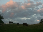 Cows In The Pasture