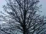 The Bare Tree
