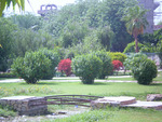 Garden with burning shrubs