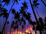 sunset palms