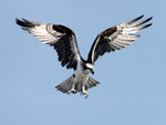 Osprey Hunting