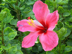 hibiscus