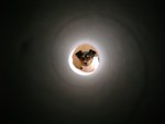 dog in tunel