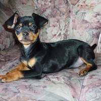 mini doberman pinscher