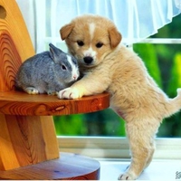 Rabbit and Puppy
