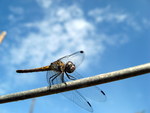 Dragonfly Closeup