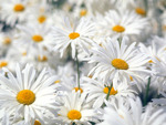 field of daisies